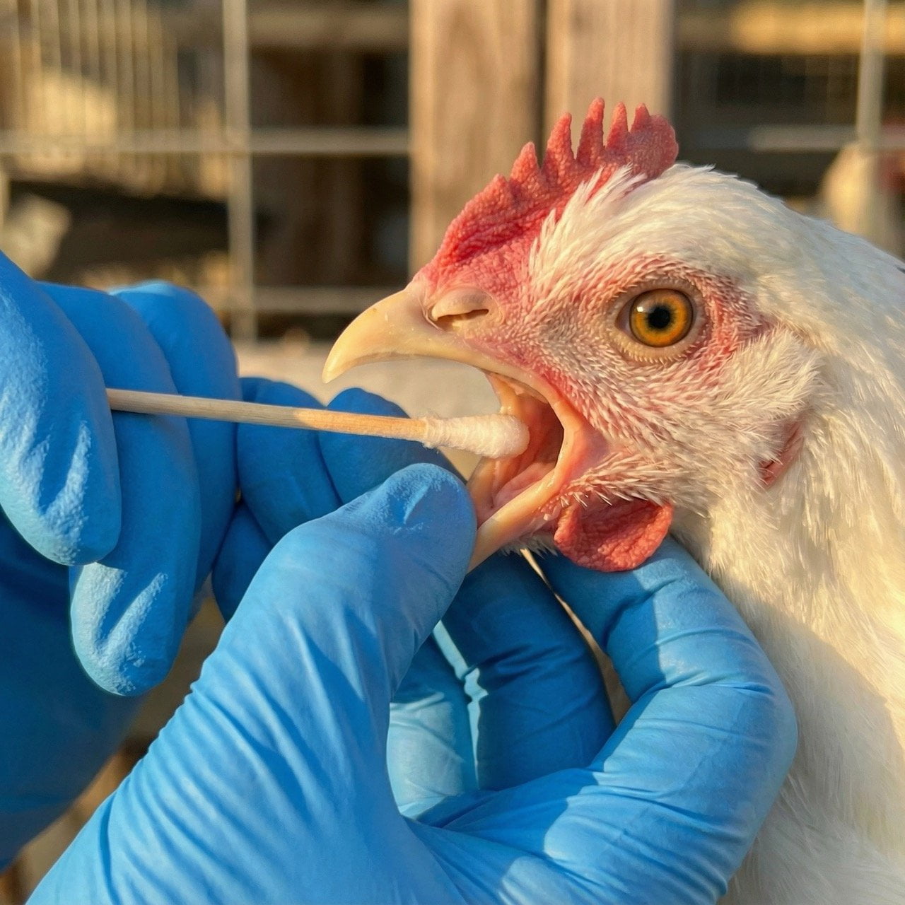 avian secretions sample