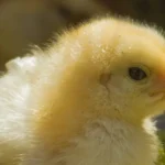 Candida Infections in chicken