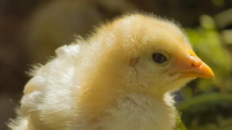 Candida Infections in chicken