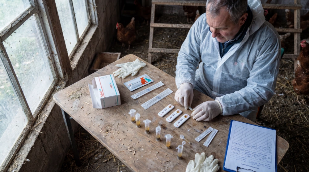 H5 Avian Influenza: How Can You Detect Bird Flu Before It Wipes Out Your Flock?
