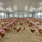 poultry farm
