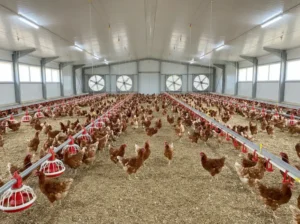 poultry farm