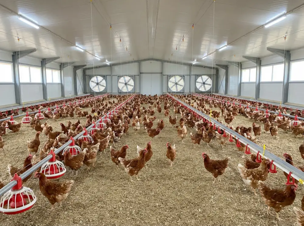 How the newcastle Rapid Test Strip Quickly Detects Newcastle Disease in Poultry Flocks
