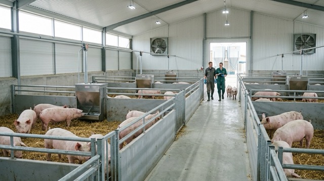 clean_pig_farm__4